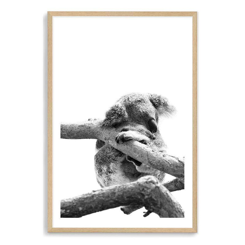 Sleeping Koala-The Paper Tree-animal,australia,australian,australian native,australiana,black,black & white,hamptons,koala,koala bear,monochrome,nature,portrait,premium art print,wall art,Wall_Art,Wall_Art_Prints