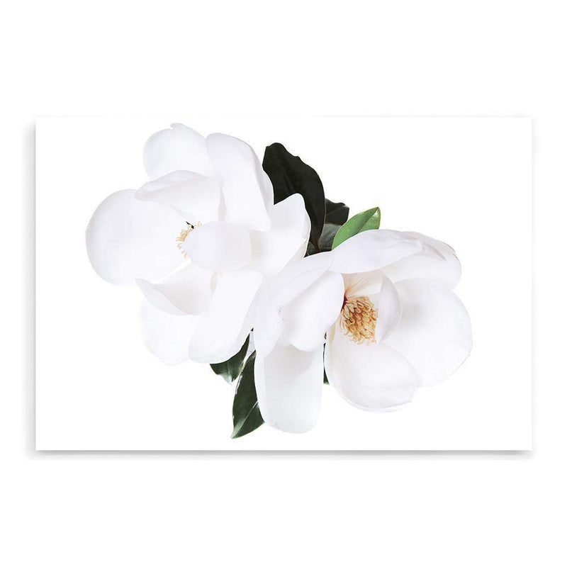 Magnolia Flowers II-The Paper Tree-botanical,floral,flower,hamptons,magnolia,magnolia flower,neutral,portrait,premium art print,wall art,Wall_Art,Wall_Art_Prints,white,white flower,white magnolia