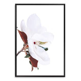 Magnolia Flowers-The Paper Tree-botanical,floral,flower,green,hamptons,landscape,magnolia,magnolia flower,neutral,premium art print,wall art,Wall_Art,Wall_Art_Prints,white,white flower,white magnolia