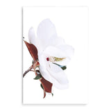 Magnolia Flowers-The Paper Tree-botanical,floral,flower,green,hamptons,landscape,magnolia,magnolia flower,neutral,premium art print,wall art,Wall_Art,Wall_Art_Prints,white,white flower,white magnolia