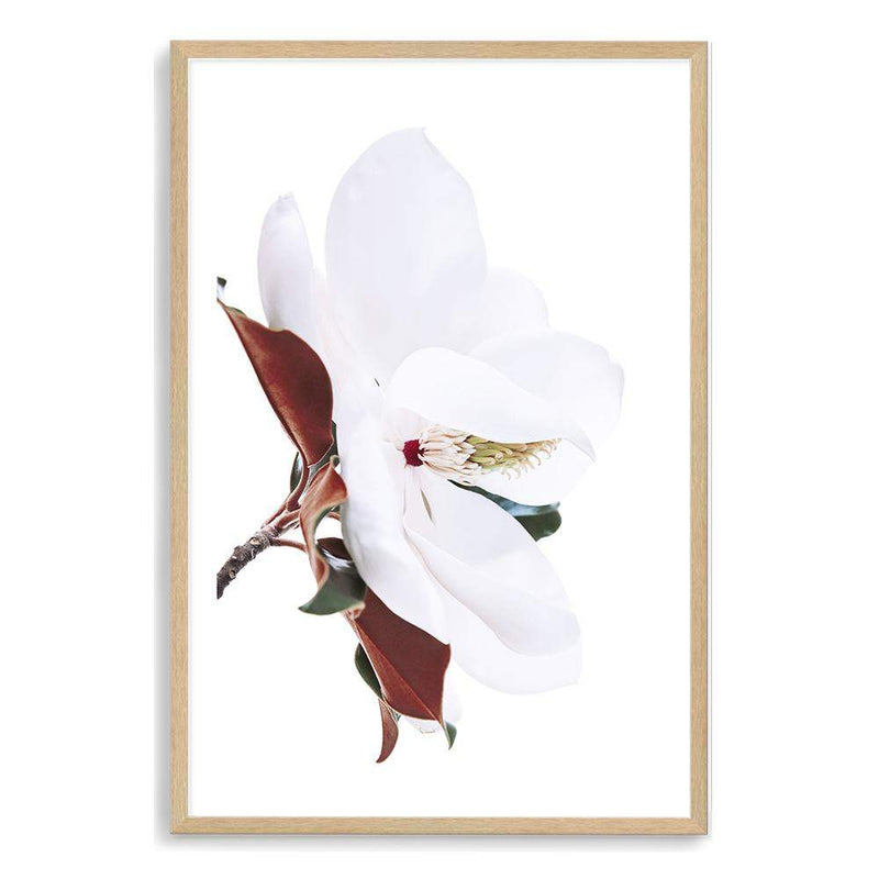 White Magnolia-The Paper Tree-botanical,floral,flower,hamptons,magnolia,magnolia flower,neutral,portrait,premium art print,tan,wall art,Wall_Art,Wall_Art_Prints,white,white flower,white magnolia