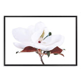 White Magnolia II-The Paper Tree-botanical,floral,flower,hamptons,landscape,magnolia,magnolia flower,neutral,premium art print,tan,wall art,Wall_Art,Wall_Art_Prints,white,white flower,white magnolia