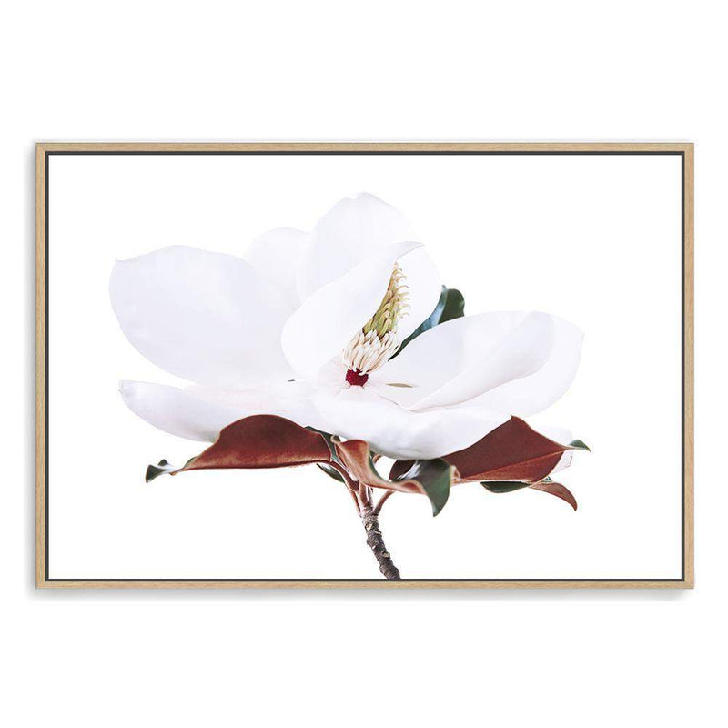 White Magnolia II-The Paper Tree-botanical,floral,flower,hamptons,landscape,magnolia,magnolia flower,neutral,premium art print,tan,wall art,Wall_Art,Wall_Art_Prints,white,white flower,white magnolia