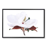 White Magnolia II-The Paper Tree-botanical,floral,flower,hamptons,landscape,magnolia,magnolia flower,neutral,premium art print,tan,wall art,Wall_Art,Wall_Art_Prints,white,white flower,white magnolia