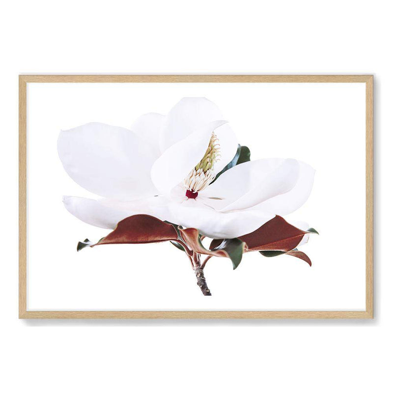 White Magnolia II-The Paper Tree-botanical,floral,flower,hamptons,landscape,magnolia,magnolia flower,neutral,premium art print,tan,wall art,Wall_Art,Wall_Art_Prints,white,white flower,white magnolia