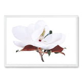 White Magnolia II-The Paper Tree-botanical,floral,flower,hamptons,landscape,magnolia,magnolia flower,neutral,premium art print,tan,wall art,Wall_Art,Wall_Art_Prints,white,white flower,white magnolia