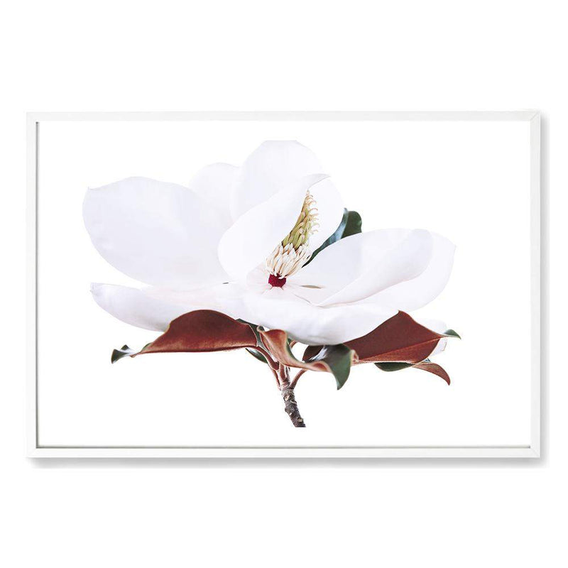 White Magnolia II-The Paper Tree-botanical,floral,flower,hamptons,landscape,magnolia,magnolia flower,neutral,premium art print,tan,wall art,Wall_Art,Wall_Art_Prints,white,white flower,white magnolia