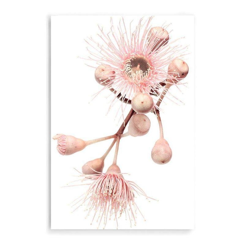 Native Gum Floral II-The Paper Tree-australia,australian,australian native,australiana,floral,flower,flowers,gum leaves,gum tree,hamptons,muted tone,native flowers,peach,pink,pink flower,Portrait,premium art print,protea,wall art,Wall_Art,Wall_Art_Prints,waratah,wild flowers