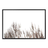 Pampas Grass-The Paper Tree-beach,beige,boho,botanical,coastal,grass,hamptons,landscape,muted tone,nature,neutral,pampas,pampas grass,premium art print,tall grass,wall art,Wall_Art,Wall_Art_Prints,white