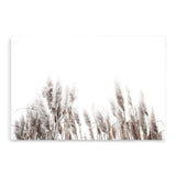 Pampas Grass-The Paper Tree-beach,beige,boho,botanical,coastal,grass,hamptons,landscape,muted tone,nature,neutral,pampas,pampas grass,premium art print,tall grass,wall art,Wall_Art,Wall_Art_Prints,white