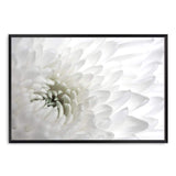 White Dahlia Flower-The Paper Tree-botanical,dahlia,dahlia flower,floral,flower,hamptons,landscape,neutral,petals,premium art print,wall art,Wall_Art,Wall_Art_Prints,white,white dahlia