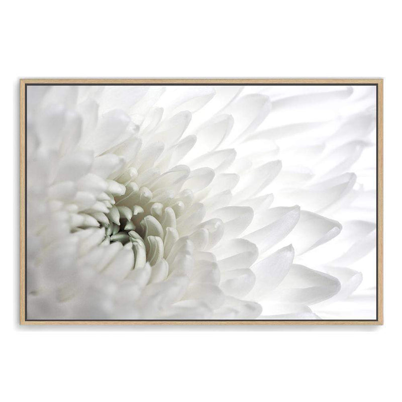 White Dahlia Flower-The Paper Tree-botanical,dahlia,dahlia flower,floral,flower,hamptons,landscape,neutral,petals,premium art print,wall art,Wall_Art,Wall_Art_Prints,white,white dahlia