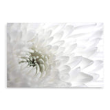 White Dahlia Flower-The Paper Tree-botanical,dahlia,dahlia flower,floral,flower,hamptons,landscape,neutral,petals,premium art print,wall art,Wall_Art,Wall_Art_Prints,white,white dahlia