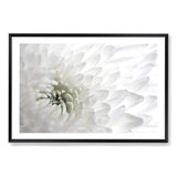 White Dahlia Flower-The Paper Tree-botanical,dahlia,dahlia flower,floral,flower,hamptons,landscape,neutral,petals,premium art print,wall art,Wall_Art,Wall_Art_Prints,white,white dahlia