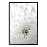 White Dahlia Flower II-The Paper Tree-botanical,dahlia,dahlia flower,floral,flower,hamptons,neutral,petals,portrait,premium art print,wall art,Wall_Art,Wall_Art_Prints,white,white dahlia