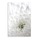 White Dahlia Flower II-The Paper Tree-botanical,dahlia,dahlia flower,floral,flower,hamptons,neutral,petals,portrait,premium art print,wall art,Wall_Art,Wall_Art_Prints,white,white dahlia