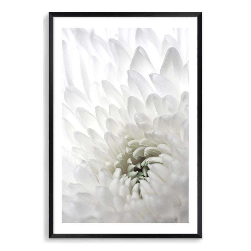 White Dahlia Flower II-The Paper Tree-botanical,dahlia,dahlia flower,floral,flower,hamptons,neutral,petals,portrait,premium art print,wall art,Wall_Art,Wall_Art_Prints,white,white dahlia