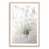 White Dahlia Flower II-The Paper Tree-botanical,dahlia,dahlia flower,floral,flower,hamptons,neutral,petals,portrait,premium art print,wall art,Wall_Art,Wall_Art_Prints,white,white dahlia