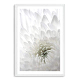 White Dahlia Flower II-The Paper Tree-botanical,dahlia,dahlia flower,floral,flower,hamptons,neutral,petals,portrait,premium art print,wall art,Wall_Art,Wall_Art_Prints,white,white dahlia