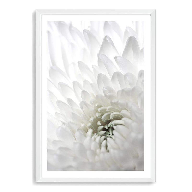 White Dahlia Flower II-The Paper Tree-botanical,dahlia,dahlia flower,floral,flower,hamptons,neutral,petals,portrait,premium art print,wall art,Wall_Art,Wall_Art_Prints,white,white dahlia