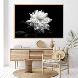 Chysanthemum Flower-The Paper Tree-black,black & white,black and white,chrysanthemum,floral,flower,landscape,monochrome,petals,premium art print,wall art,Wall_Art,Wall_Art_Prints,white,white flower