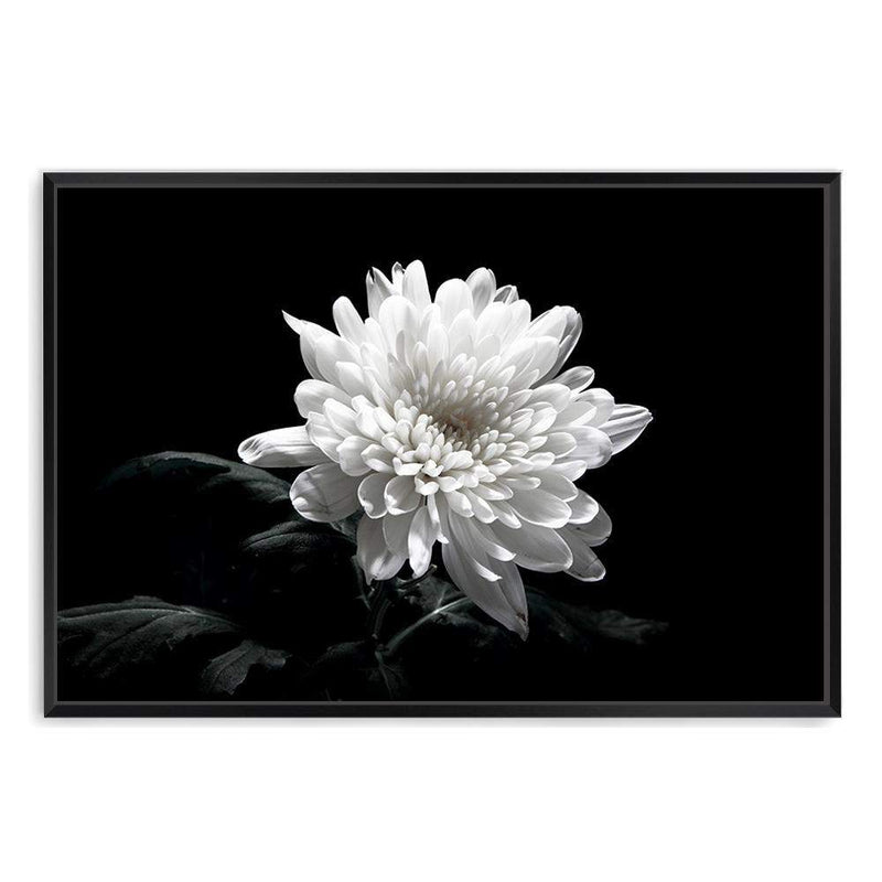 Chysanthemum Flower-The Paper Tree-black,black & white,black and white,chrysanthemum,floral,flower,landscape,monochrome,petals,premium art print,wall art,Wall_Art,Wall_Art_Prints,white,white flower