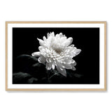 Chysanthemum Flower-The Paper Tree-black,black & white,black and white,chrysanthemum,floral,flower,landscape,monochrome,petals,premium art print,wall art,Wall_Art,Wall_Art_Prints,white,white flower