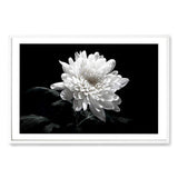 Chysanthemum Flower-The Paper Tree-black,black & white,black and white,chrysanthemum,floral,flower,landscape,monochrome,petals,premium art print,wall art,Wall_Art,Wall_Art_Prints,white,white flower