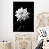 Chysanthemum Flower II-The Paper Tree-black,black & white,black and white,chrysanthemum,floral,flower,monochrome,petals,portrait,premium art print,wall art,Wall_Art,Wall_Art_Prints,white,white flower