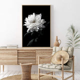 Chysanthemum Flower II-The Paper Tree-black,black & white,black and white,chrysanthemum,floral,flower,monochrome,petals,portrait,premium art print,wall art,Wall_Art,Wall_Art_Prints,white,white flower