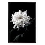 Chysanthemum Flower II-The Paper Tree-black,black & white,black and white,chrysanthemum,floral,flower,monochrome,petals,portrait,premium art print,wall art,Wall_Art,Wall_Art_Prints,white,white flower