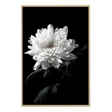 Chysanthemum Flower II-The Paper Tree-black,black & white,black and white,chrysanthemum,floral,flower,monochrome,petals,portrait,premium art print,wall art,Wall_Art,Wall_Art_Prints,white,white flower