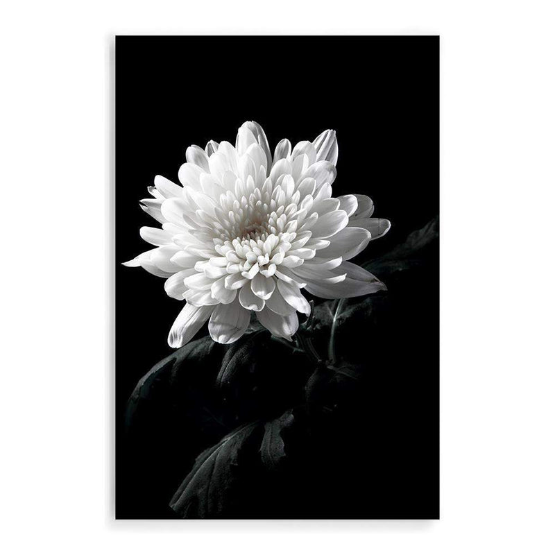 Chysanthemum Flower II-The Paper Tree-black,black & white,black and white,chrysanthemum,floral,flower,monochrome,petals,portrait,premium art print,wall art,Wall_Art,Wall_Art_Prints,white,white flower