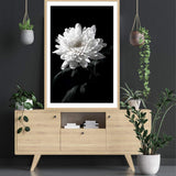 Chysanthemum Flower II-The Paper Tree-black,black & white,black and white,chrysanthemum,floral,flower,monochrome,petals,portrait,premium art print,wall art,Wall_Art,Wall_Art_Prints,white,white flower