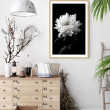 Chysanthemum Flower II-The Paper Tree-black,black & white,black and white,chrysanthemum,floral,flower,monochrome,petals,portrait,premium art print,wall art,Wall_Art,Wall_Art_Prints,white,white flower