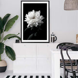 Chysanthemum Flower II-The Paper Tree-black,black & white,black and white,chrysanthemum,floral,flower,monochrome,petals,portrait,premium art print,wall art,Wall_Art,Wall_Art_Prints,white,white flower