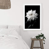 Chysanthemum Flower II-The Paper Tree-black,black & white,black and white,chrysanthemum,floral,flower,monochrome,petals,portrait,premium art print,wall art,Wall_Art,Wall_Art_Prints,white,white flower