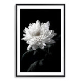 Chysanthemum Flower II-The Paper Tree-black,black & white,black and white,chrysanthemum,floral,flower,monochrome,petals,portrait,premium art print,wall art,Wall_Art,Wall_Art_Prints,white,white flower