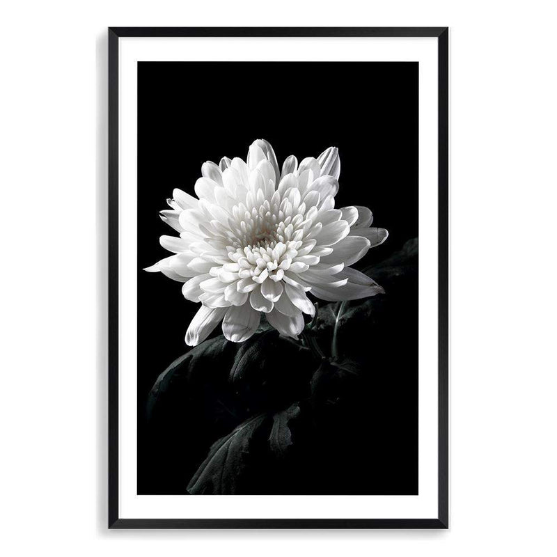 Chysanthemum Flower II-The Paper Tree-black,black & white,black and white,chrysanthemum,floral,flower,monochrome,petals,portrait,premium art print,wall art,Wall_Art,Wall_Art_Prints,white,white flower