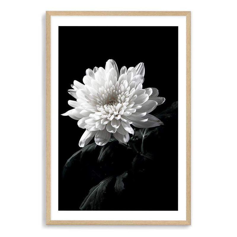 Chysanthemum Flower II-The Paper Tree-black,black & white,black and white,chrysanthemum,floral,flower,monochrome,petals,portrait,premium art print,wall art,Wall_Art,Wall_Art_Prints,white,white flower