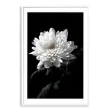 Chysanthemum Flower II-The Paper Tree-black,black & white,black and white,chrysanthemum,floral,flower,monochrome,petals,portrait,premium art print,wall art,Wall_Art,Wall_Art_Prints,white,white flower