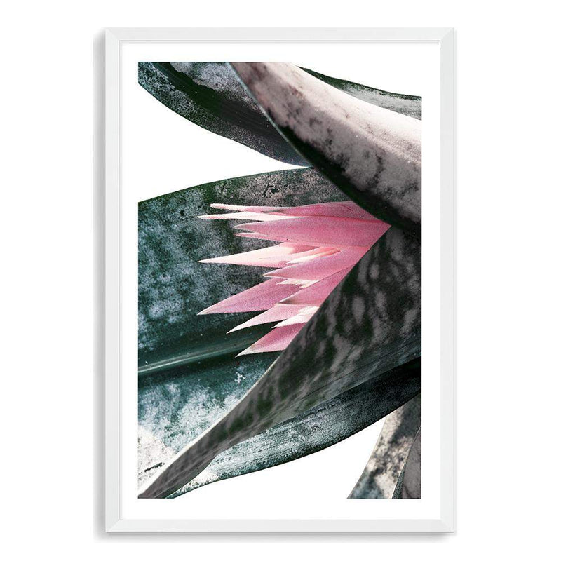 Pink Bromeliad III-The Paper Tree-botanical,bromeliad,bromeliad flower,floral,flower,green,pink,pink bormeliad,plant,portrait,premium art print,succulent,wall art,Wall_Art,Wall_Art_Prints