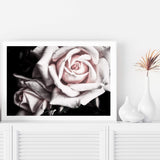 Pastel Pink Rose-The Paper Tree-black,floral,flower,landscape,pastel,pastel pink,petals,pink,pink flower,pink rose,premium art print,rose,roses,wall art,Wall_Art,Wall_Art_Prints