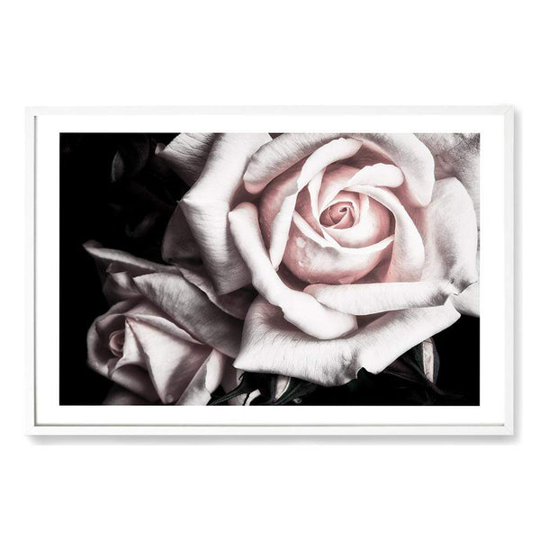 Pastel Pink Rose-The Paper Tree-black,floral,flower,landscape,pastel,pastel pink,petals,pink,pink flower,pink rose,premium art print,rose,roses,wall art,Wall_Art,Wall_Art_Prints