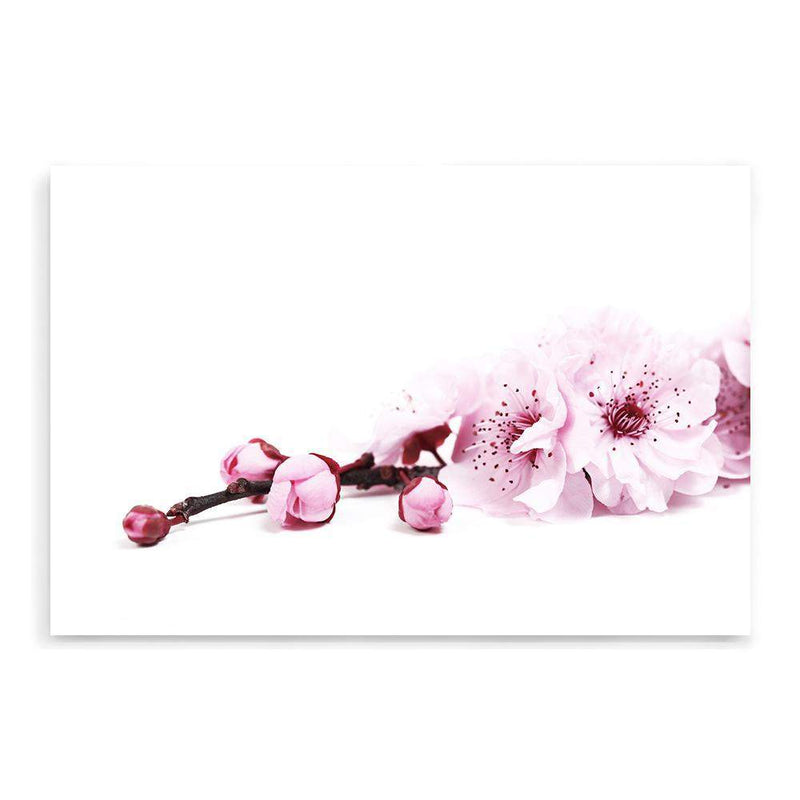 Cherry Blossom II-The Paper Tree-bloom,blossom,botanical,cherry blossom,eucalyptus leaves,floral,flower,landscape,pink,premium art print,wall art,Wall_Art,Wall_Art_Prints