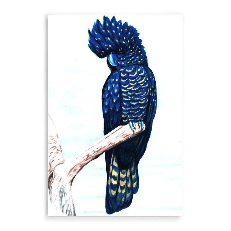 Black Cockatoo-The Paper Tree-animal,australian,australian native,bird,black,black cockatoo,blue,blue cockatoo,cockatoo,hamptons,painted,painted print,perch,portrait,premium art print,wall art,Wall_Art,Wall_Art_Prints