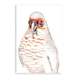 Connie The Corella-The Paper Tree-animal,australian,australian native,bird,boho,cockatoo,corella,feathers,galah,neutral,orange,painted,painted print,parrot,portrait,premium art print,wall art,Wall_Art,Wall_Art_Prints,white