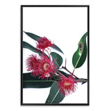 Eucalyptus Flower-The Paper Tree-australian native,floral,flower,flowers,gum leaves,gum tree,native flowers,pink flower,portrait,premium art print,protea,red,wall art,Wall_Art,Wall_Art_Prints,waratah,wild flowers