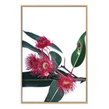 Eucalyptus Flower-The Paper Tree-australian native,floral,flower,flowers,gum leaves,gum tree,native flowers,pink flower,portrait,premium art print,protea,red,wall art,Wall_Art,Wall_Art_Prints,waratah,wild flowers