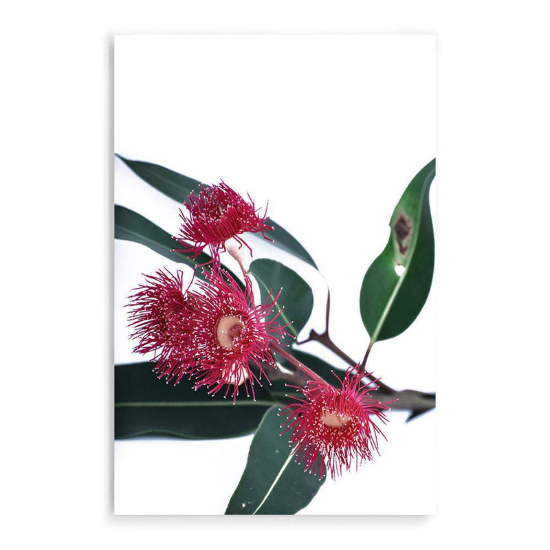 Eucalyptus Flower-The Paper Tree-australian native,floral,flower,flowers,gum leaves,gum tree,native flowers,pink flower,portrait,premium art print,protea,red,wall art,Wall_Art,Wall_Art_Prints,waratah,wild flowers